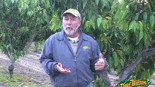 Growing Cherries: Commercial & Home Garden