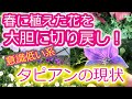 💥真似すると危険/🌞夏の切り戻し/タピアン現状/見切り品１か月後/７月上旬開花状況🌼