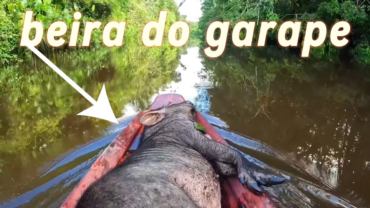 Topei vários porcos na caçada de casco, deu certo o abate, vejam! 