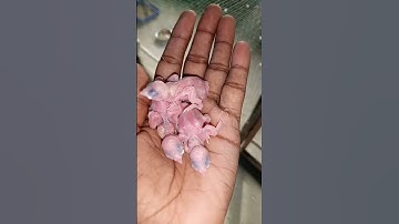 java bird chiks #javasparrow #javabirdbreeding #javabirdchiks #javabreeding #ytshorts #viralshorts