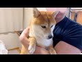 甘やかされて育った柴犬の末路がこちらです・・・