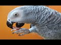 Говорящий попугай Рико матерится на хозяина  Gray parrot Rico swears at the owner