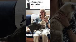 Mis 4 gatos más viejos son un amor! #gatosadorables #lagateríatv #gatosmaravillosos #michis #gato