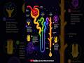 How Your Kidney Cleans Blood in 60 Seconds 🤯 | Nephron Explained