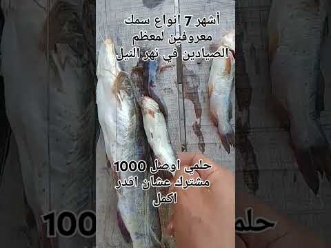 أشهر 7 انواع سمك نيلي في مصر سمك صيد      بحر لايك