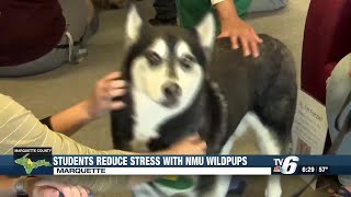 NMU Wildpups visit Lydia Olson Library for animal-assisted therapy