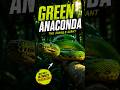 Green Anaconda The Silent Jungle Monster #GreenAnaconda #Snake #Wildlife #Rainforest #usafacts