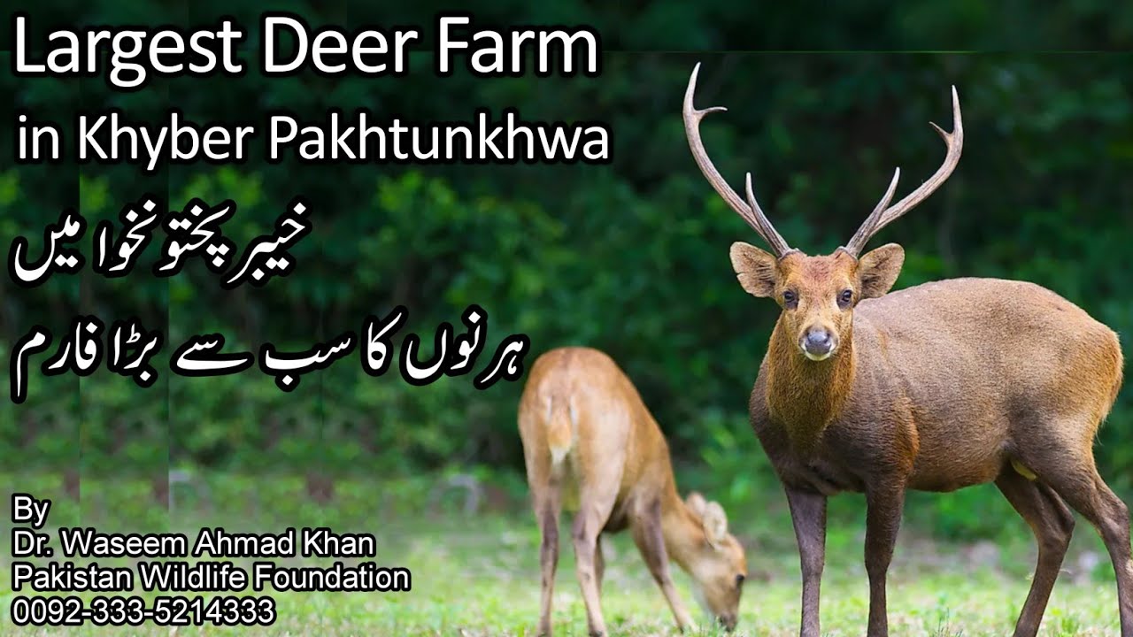 A Visit to The Largest Hog Deer Farm in Khairbar Pakhtunkhwa | Hiran Farm Ki Sair | Hog Deer