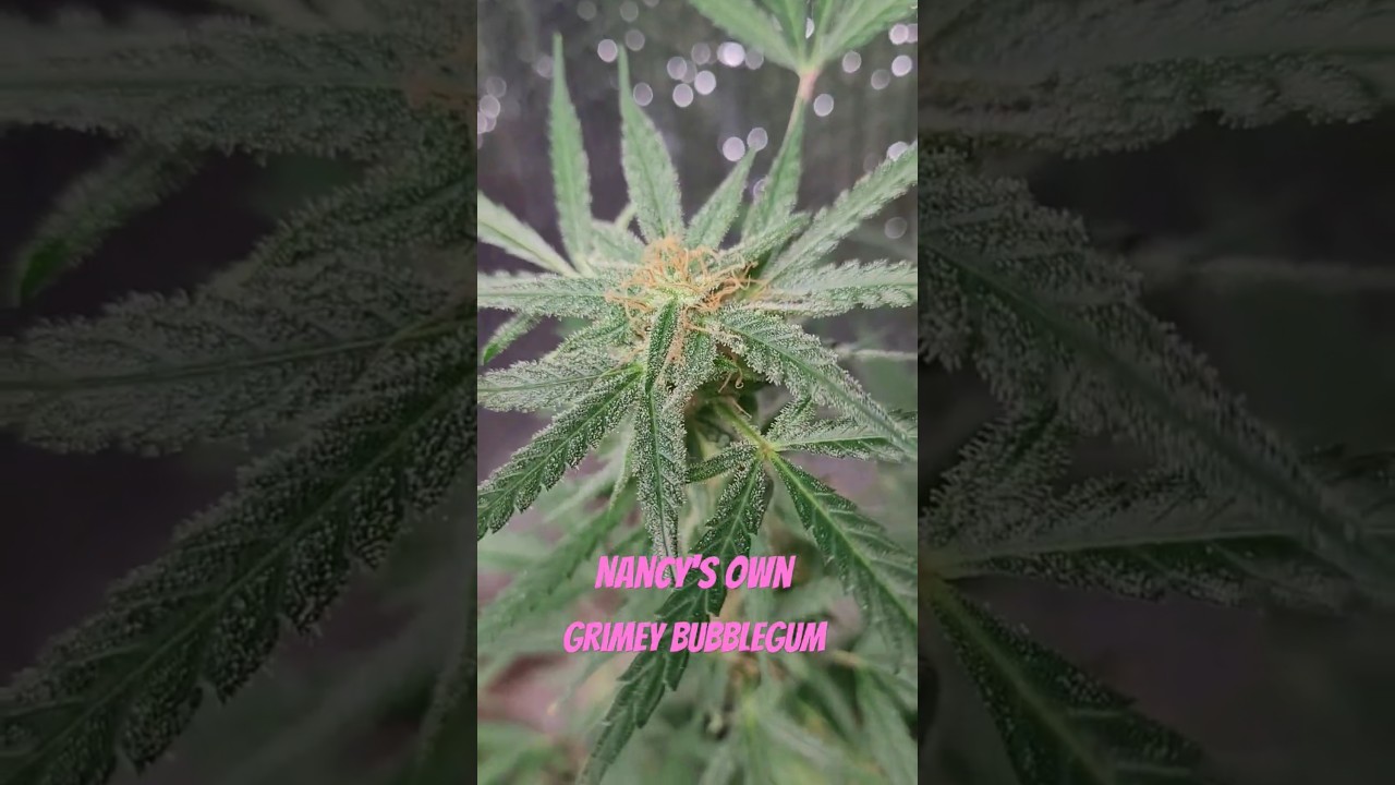 1x2 Side by Side Home Hydroponic Living Soil Cannabis Grow Fly By - Living Soil is Going Outside!