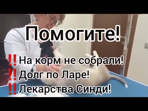 Помогите! На корм не собрали! Долг по Ларе! Лекарства для Синди! Приют для животных