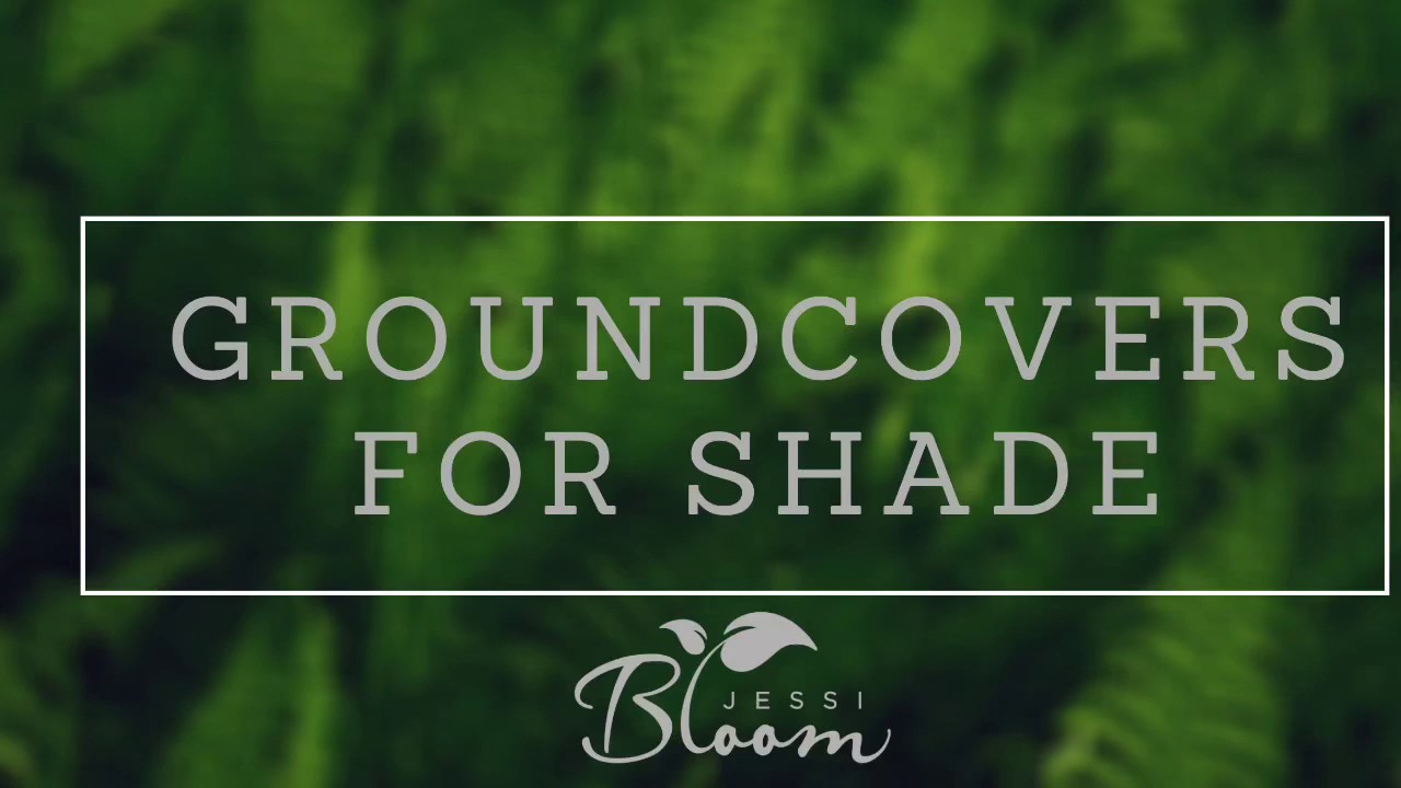 Groundcovers for Shade