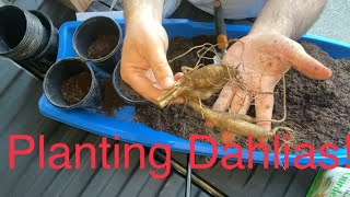Potting up new dahlias for the garden. by Horticulture Geek 382 views 1 year ago 12 minutes, 2 seconds