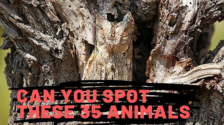 35 Amazing Animal Camouflaged That will make you look Twice | Majestic Life