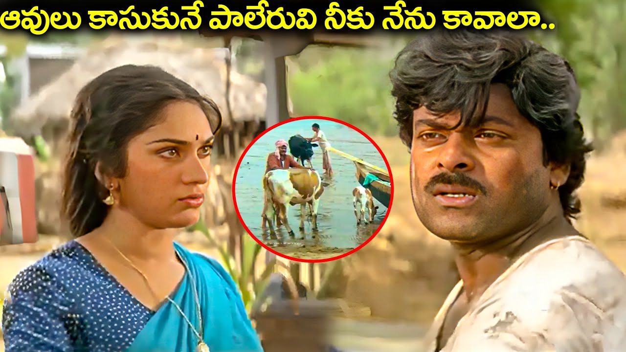 ఆవులు కాసుకునే పాలేరువి నీకు నేను కావాలా.. | Aapadbandhavudu Movie Chiranjeevi Best Emotional Scenes