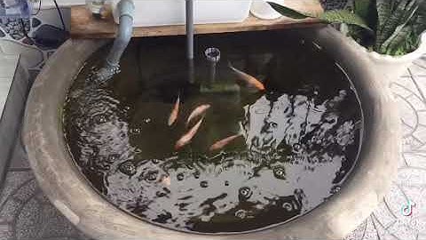 Nuôi cá koi trong chậu xi măng mini