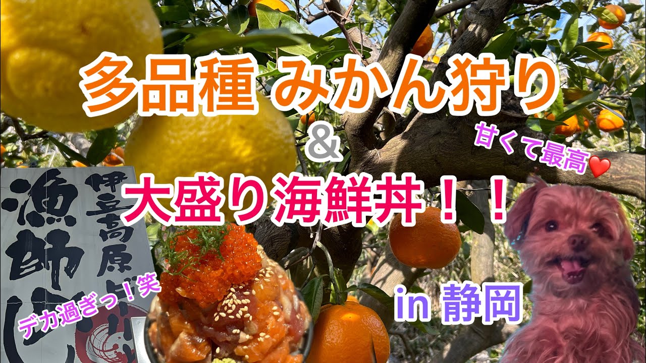 南伊豆900円時間無制限！！みかん狩りお腹いっぱい満喫してきたよ！【前編】#みかん狩り#ふたつぼり#伊豆高原ビール