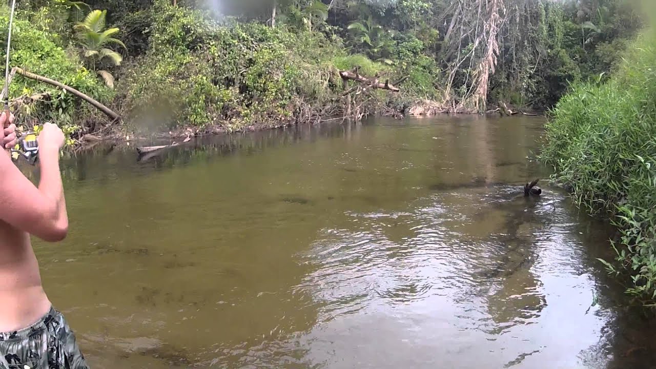 creek fishing fnq - youtube