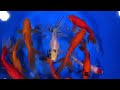 Extra Large Mixed Wakin Goldfish from Blue Ridge Koi