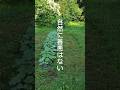 自然に善悪はない　#有機栽培　#自然農法　#家庭菜園　#無農薬　#土作り　
