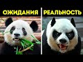 18 милых, но совсем не безобидных животных