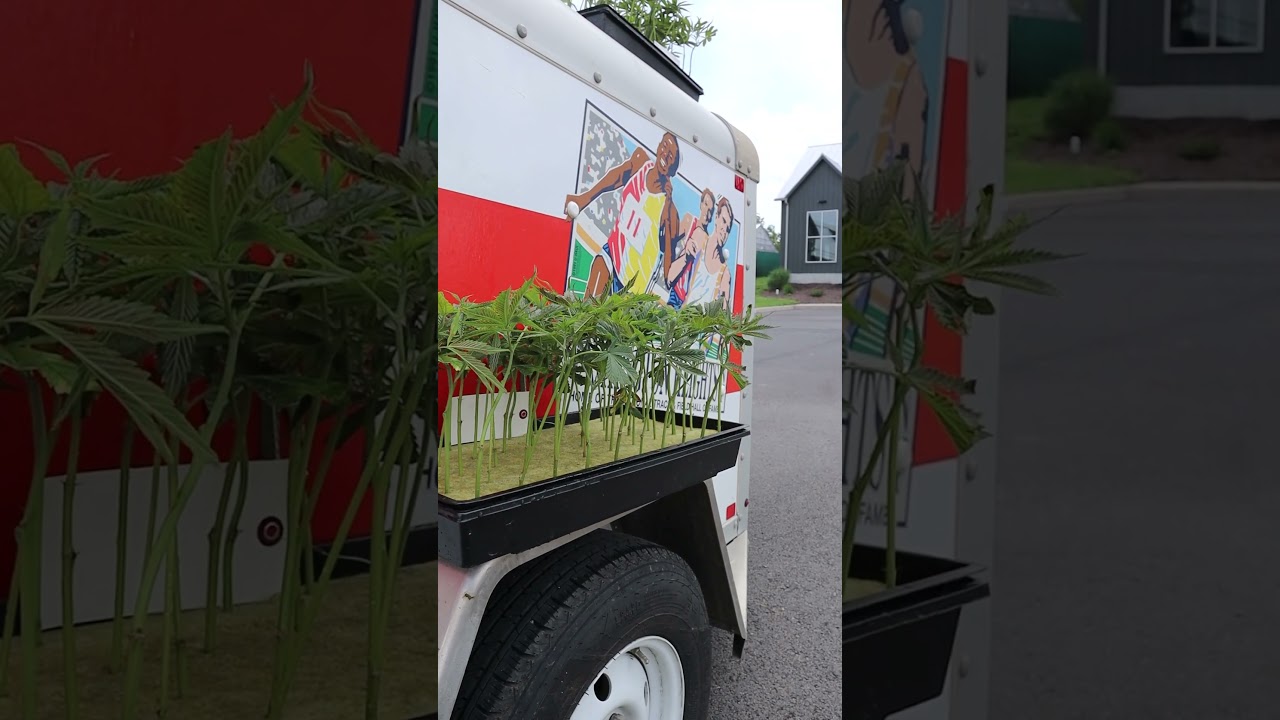 MARIJUANA plant pick-up, unforeseen problems, the life of a grower... 