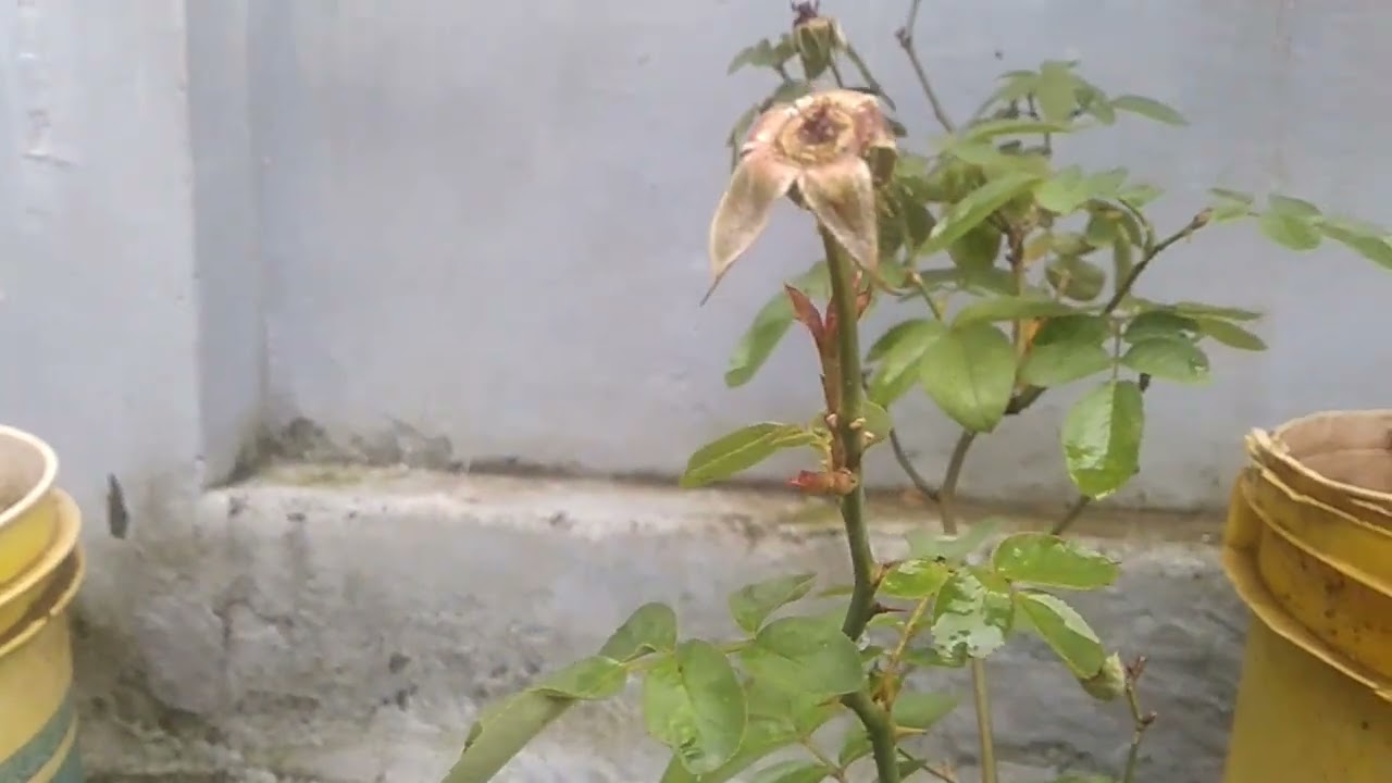 Red Rose plant - flowers  and collect seeds