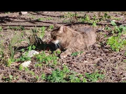 Le successive giornate a casa e giardino di Birba - 2a. 3a. ... facendosi coccolare e coccolandoci