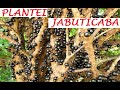 plantei jabuticaba dessa forma, veja que bacana!