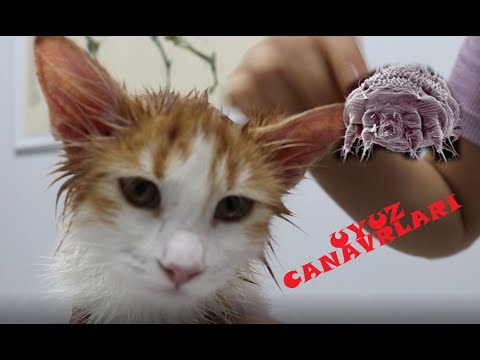 Video: Bir Kedi Kulak Akarları Nasıl Tedavi Edilir