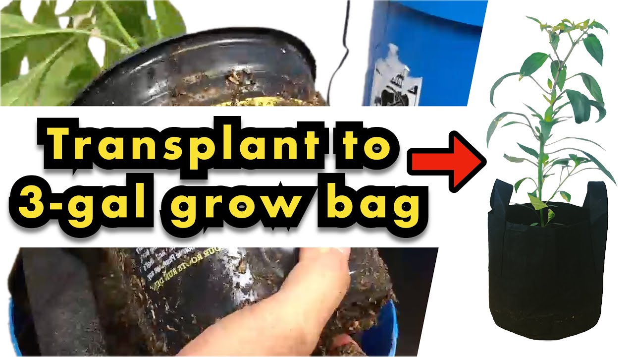 How to transplant from 1-gallon to to 3-gallon grow bag