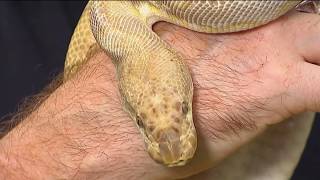 Snake that was spotted roaming Maryland neighborhoods is captured | NBC4 Washington