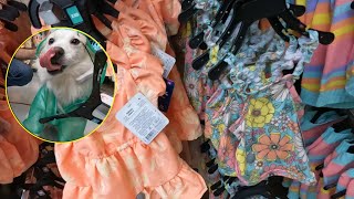 AJAK ANJINGKU BELANJA KEPERLUANNYA | DOG SHOPPING HAUL