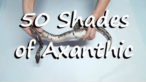 Ball Pythons: VPI Axanthic collection