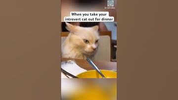 Typical introvert cat 🤭 #shorts #cat #catlovers