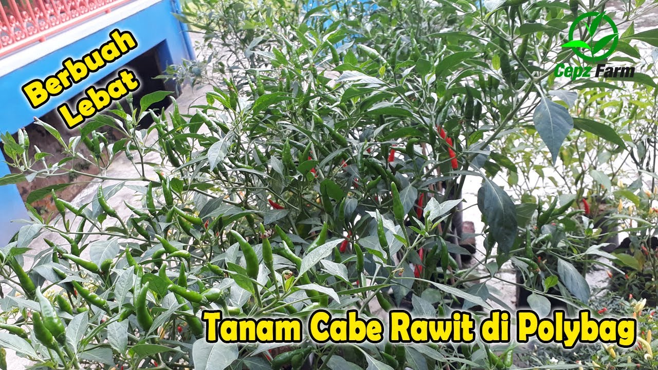 TANAM CABE DI POLYBAG UMUR 67 HST 