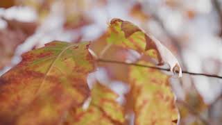 Forest BackGround Video : The Colors Of The Leaves During Autumn | 4K Video