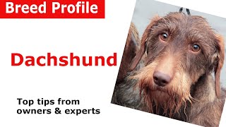 Dachshund Dog Breed Guide