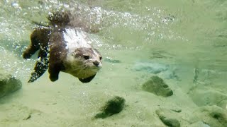 Swim in the clear waters of Gifu's Tsukechi River! [Otter Life Day 351]【カワウソアティとにゃん先輩】