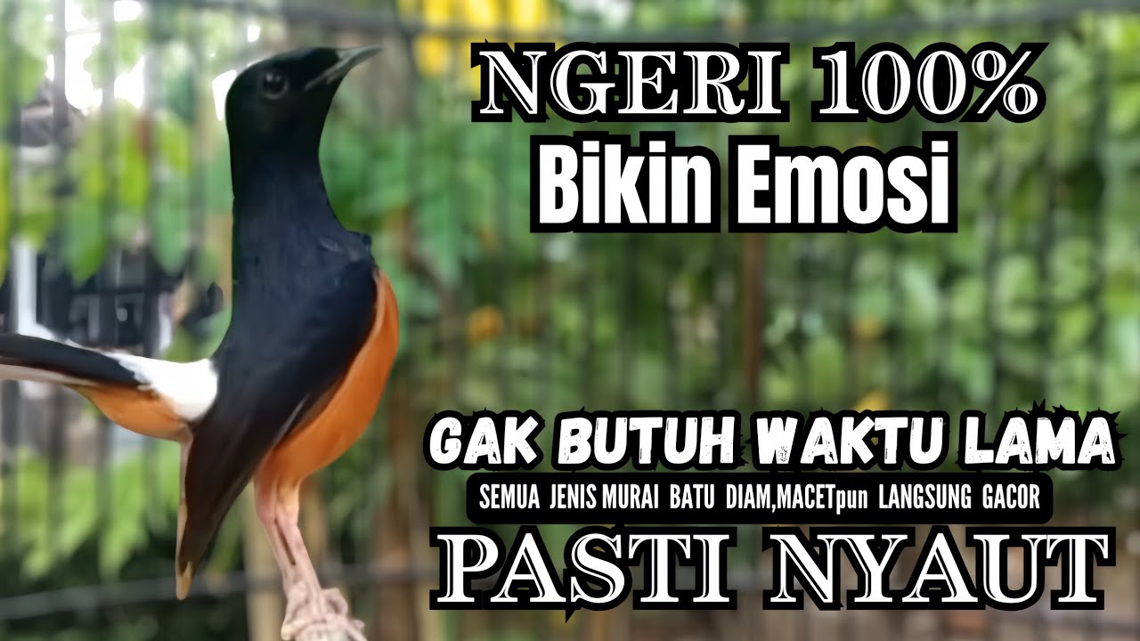 murai batu gacor FIGHTER ampuh buat PANCINGAN murai batu agar bunyi JADIKAN burung murai gacor NYAUT