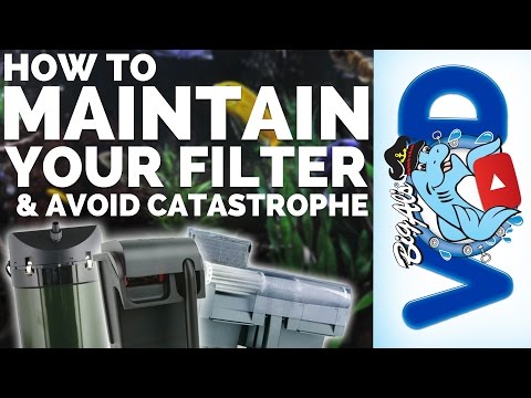 How To Maintain Your Filter (and Avoid Catastrophe) | BigAlsPets.com