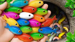 Catch beautiful aquarium fish in small pond baby turtles, eel, pencil fish, iguanas, bullfrog, xecan