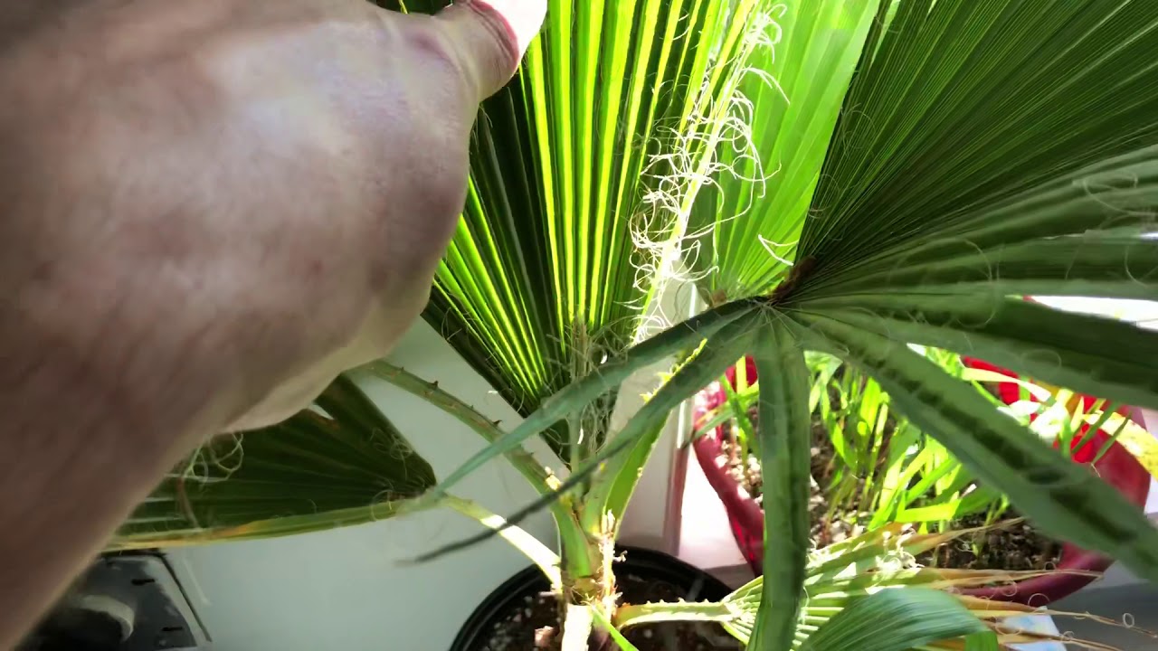 How fast does a Washingtonia robusta grow ? YouTube