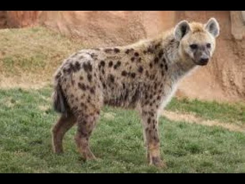 Sleduj Original: The Hyena (Drum Cadence) na YouTube Sleduj Original: The Hyena (Drum Cadence) na YouTube