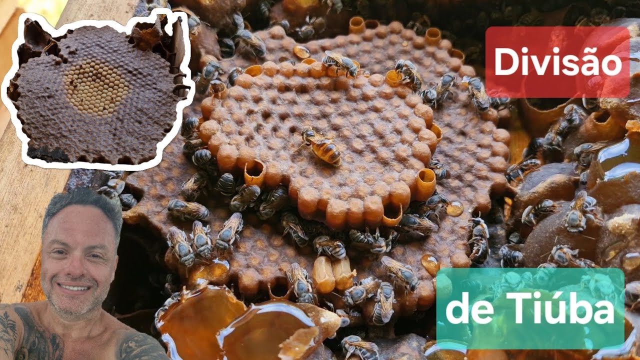 Divisão de uma linda caixa Matriz de Tiúba, uruçú cinzenta