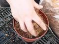 ハブランサスの植え方【レインリリー】(株)東樹園