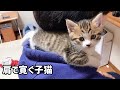 動画編集中のお父さんの肩にお邪魔する子猫がかわいい