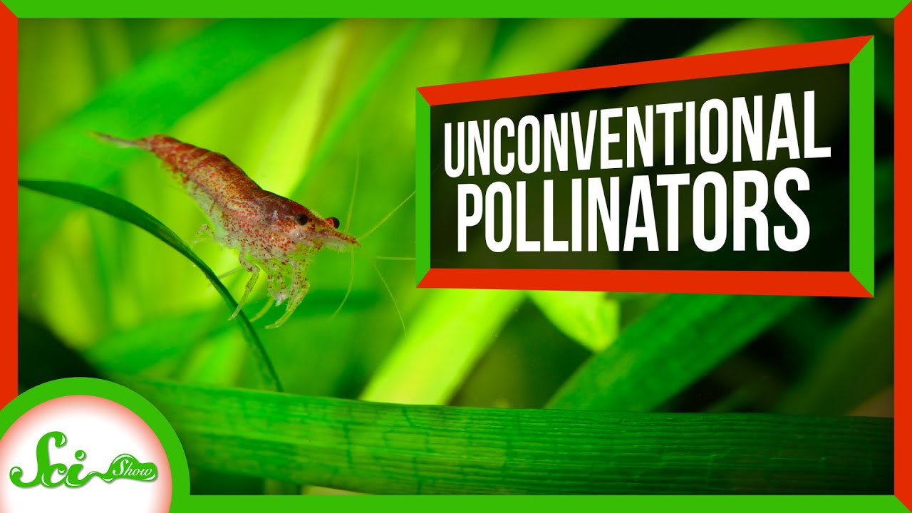 Crabs, Cockroaches, and 3 Other Pollinators That Aren’t Bees