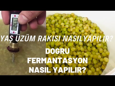 Yaş Üzüm Rakısı Nasıl Yapılır | Mayşe Nasıl Yapılır | İdeal Fermantasyon Koşulları | Part -1