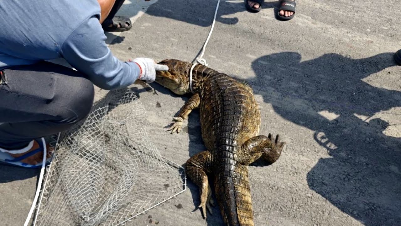 屏東で「2メートルのワニ」出現、3時間かけて捕獲！近隣水域にさらに5