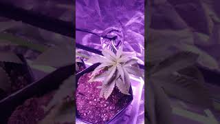 👀 Watching My Plants Grow....(No Talking Just Watching)